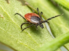 Imagem - Esse 'caviar' estranho no jardim exige remoção imediata; entenda o risco