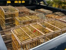 Imagem - Operação resgata 160 aves silvestres e apreende 502 m³ de madeira ilegal