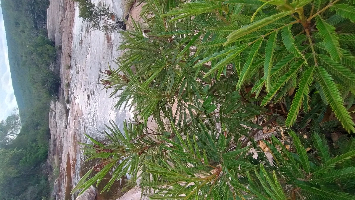 Trilha para a Cachoeira do Mosquito, que recebe este nome por conta dos pequenos diamantes que eram encontrados lá por Donaldson Gomes/CORREIO