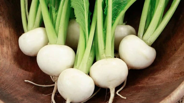 Nabo por Reprodução