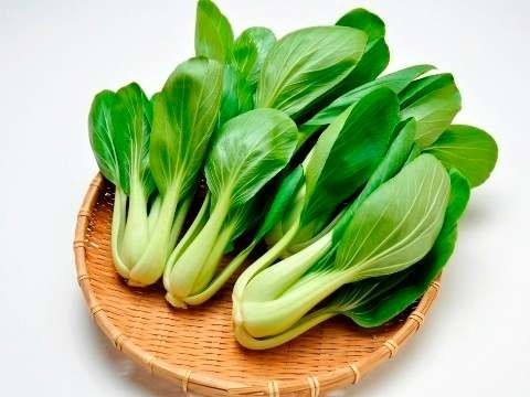 Acelga chinesa por Reprodução