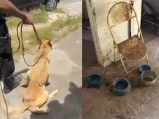 Imagem - Mulher é presa em flagrante por maus-tratos após abandonar cachorro em casa