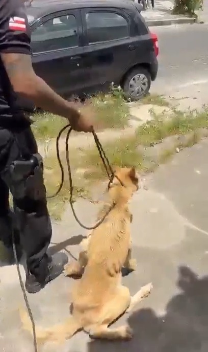 Animal foi encontrado em estado de extrema debilidade por Reprodução/ PCBA