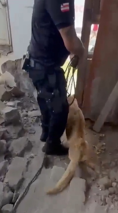 Animal foi encontrado em estado de extrema debilidade por Reprodução/ PCBA