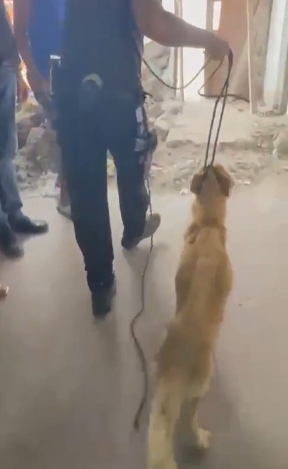 Animal foi encontrado em estado de extrema debilidade por Reprodução/ PCBA