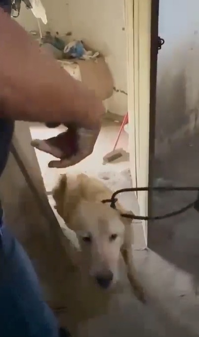 Animal foi encontrado em estado de extrema debilidade por Reprodução/ PCBA