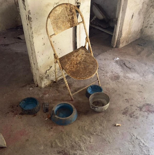 Animal foi encontrado em estado de extrema debilidade por Reprodução/ PCBA