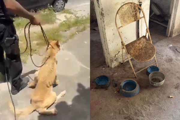 Animal foi encontrado em estado de extrema debilidade