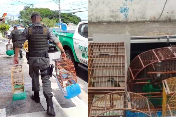 10 aves foram resgatadas na ação