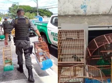 Imagem - Aves silvestres são resgatadas de cativeiro ilegal