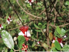 Imagem - A árvore que ocupa pouco espaço, dá belos frutos e é ideal para pequenos jardins no Brasil