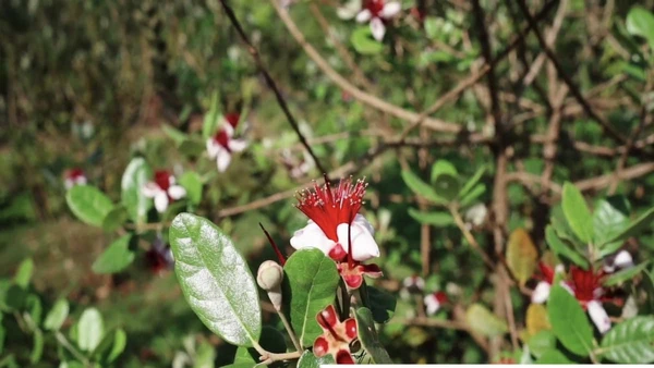 Raízes pouco agressivas que não danificam estruturas
