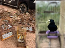 Imagem - Mais de 35 aves silvestres, incluindo espécies raras, são resgatadas de cativeiro