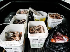 Imagem - Fiscalização retira 430 kg de comida podre e vencida do comércio de cidade baiana