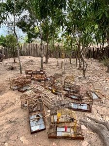 Aves foram resgatadas por Divulgação/Ascom/PCMA