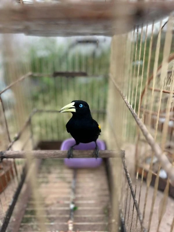 Aves foram resgatadas por Divulgação/Ascom/PCMA