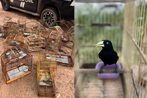 Aves foram resgatadas