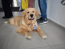 Imagem - Projeto que autoriza entrada de animais de estimação em hospitais de Salvador é aprovado