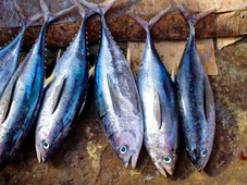 Imagem - Evite comer estes 7 peixes: parecem saudáveis, mas são um perigo para sua família