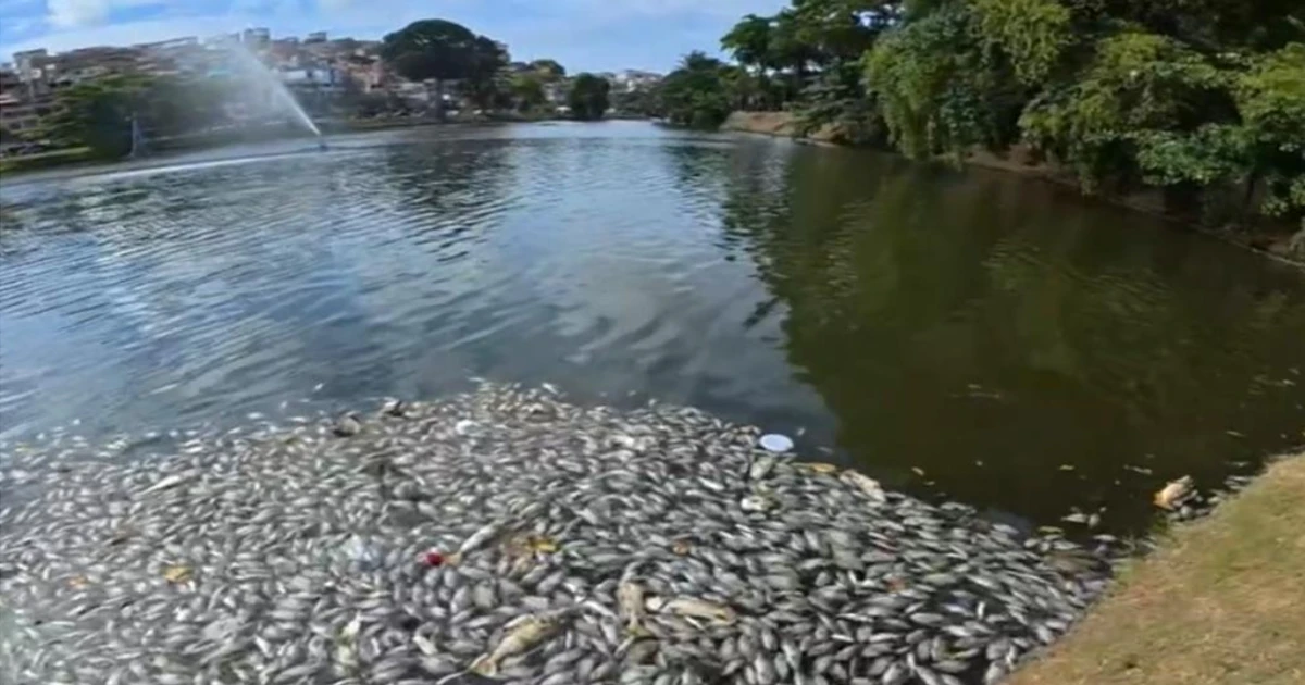Imagem - Centenas de peixes aparecem mortos no Dique do Tororó