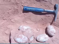 Imagem - Ovos de dinossauro de 72 milhões de anos são achados na Espanha e intrigam arqueólogos