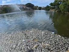 Imagem - Centenas de peixes aparecem mortos no Dique do Tororó