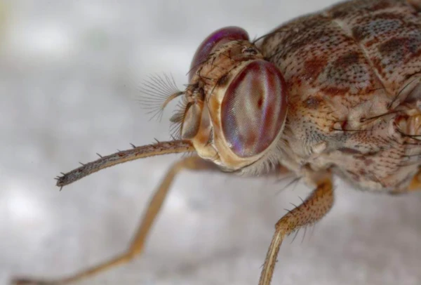  Mosca tsé-tsé está longe de ser apenas um inseto incômodo por Reprodução | Internet