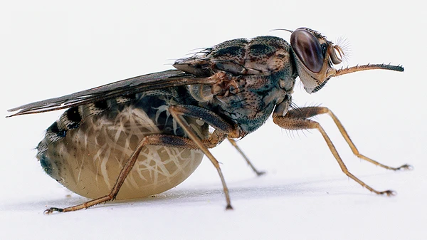  Mosca tsé-tsé está longe de ser apenas um inseto incômodo por Reprodução | Internet