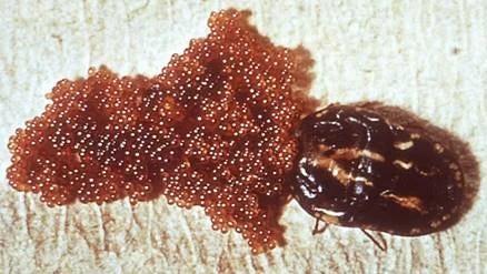 Ovos de carrapatos por Reprodução web/ ISTOCK