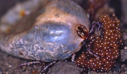 Ovos de carrapatos por Reprodução web/ ISTOCK