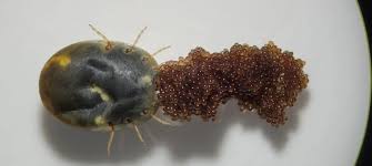 Ovos de carrapatos por Reprodução web/ ISTOCK