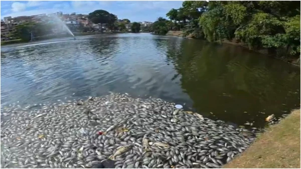 Peixes mortos no Dique do Tororó
