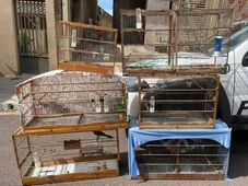 Imagem - Homem é multado em R$ 8 mil por manter aves silvestres em cativeiro