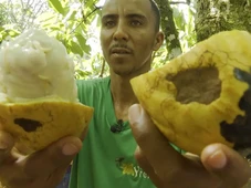 Imagem - Lula sanciona lei que torna Ilhéus capital nacional da rota do cacau e do chocolate