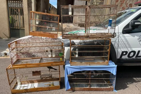 Aves silvestres foram devolvidas à natureza