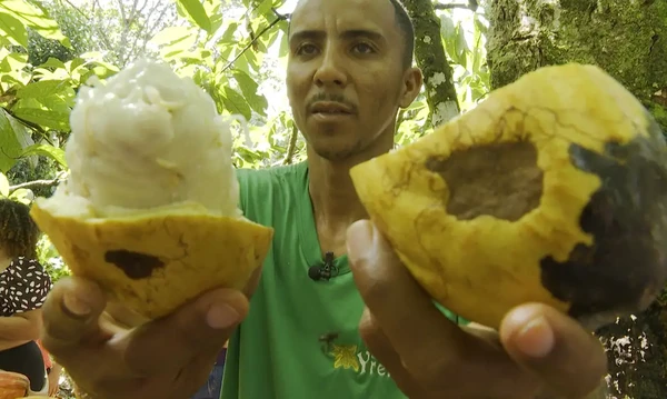 Cacau do sul da Bahia é conhecido pela qualidade
