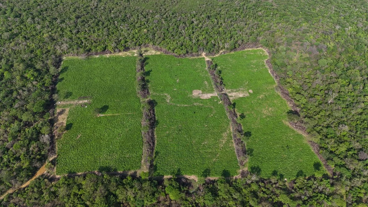 Plantação descoberta