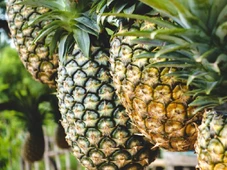 Imagem - Essas 7 frutas populares ajudam o intestino e aliviam o inchaço no dia a dia