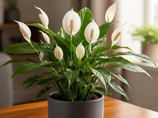 Imagem - As 3 plantas ornamentais que trazem beleza e sorte para o Ano Novo que começa