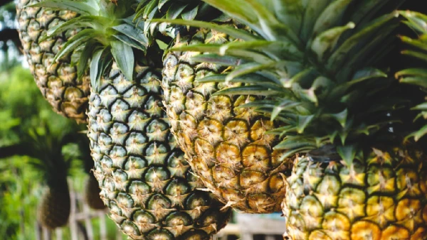 A fruta abacaxi contém bromelina, enzima que auxilia na digestão e reduz gases após refeições pesadas.