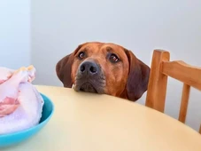 Imagem - Não pode! Veja 10 alimentos da ceia de Natal que podem fazer mal e até levar seu pet à morte