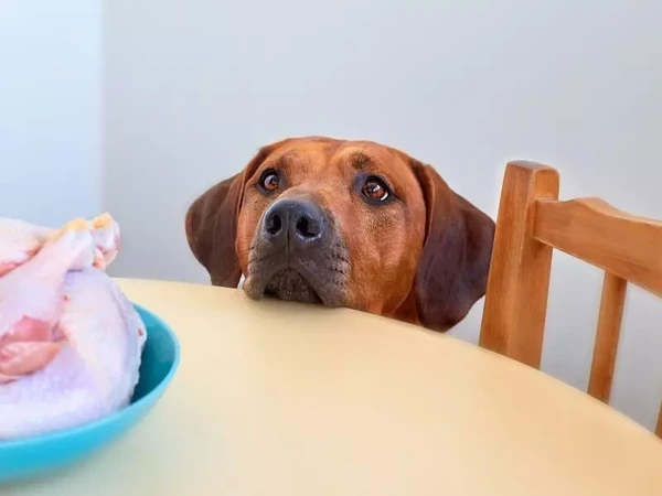 Cães não podem comer comida da ceia de Natal