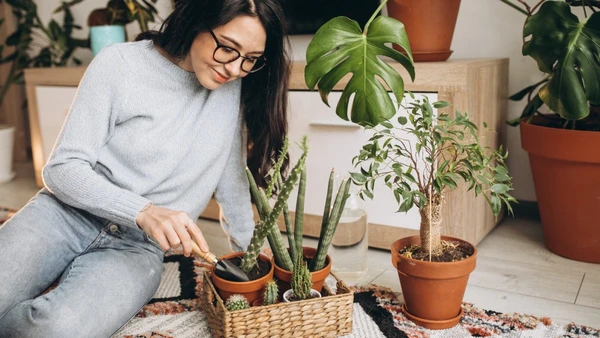 Rituais com plantas ajudam a transformar a energia da casa na virada do ano