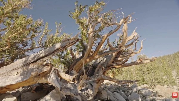 Um episódio dos anos 1960 redefiniu os limites da ciência ambientalUm episódio dos anos 1960 redefiniu os limites da ciência ambiental