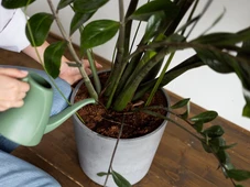 Imagem - As 7 plantas da prosperidade são muito fáceis de cultivar no Brasil