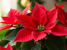 Imagem - A flor que avisa quando o clima da casa não está bom e sempre seca se a colocamos no lugar errado