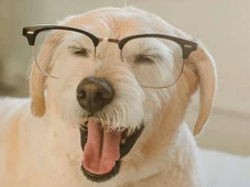 Imagem - Conheça os 10 cachorros mais inteligentes do mundo; o seu está na lista?