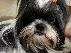 Imagem - Shih tzu morre após ser esquecida dentro de carro de pet shop: 'Acabaram com o nosso Natal'