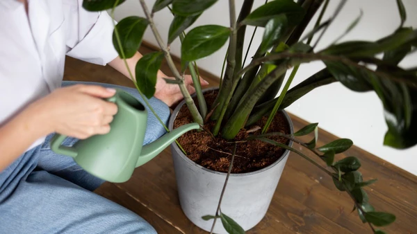Cuidado, simbolismo e rotina explicam por que essas plantas aparecem todo ano