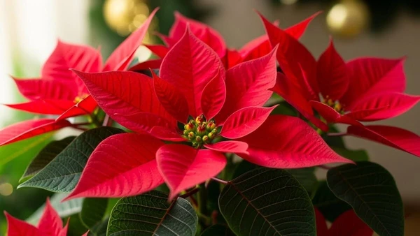 Folhas murchas e partes coloridas secas: sinais claros de que o ambiente não é adequado